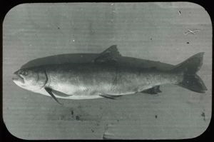 Image of Trout of Labrador